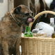 Illustration for article titled Wine delivery dog, adorable genius, nails curbside drop-off